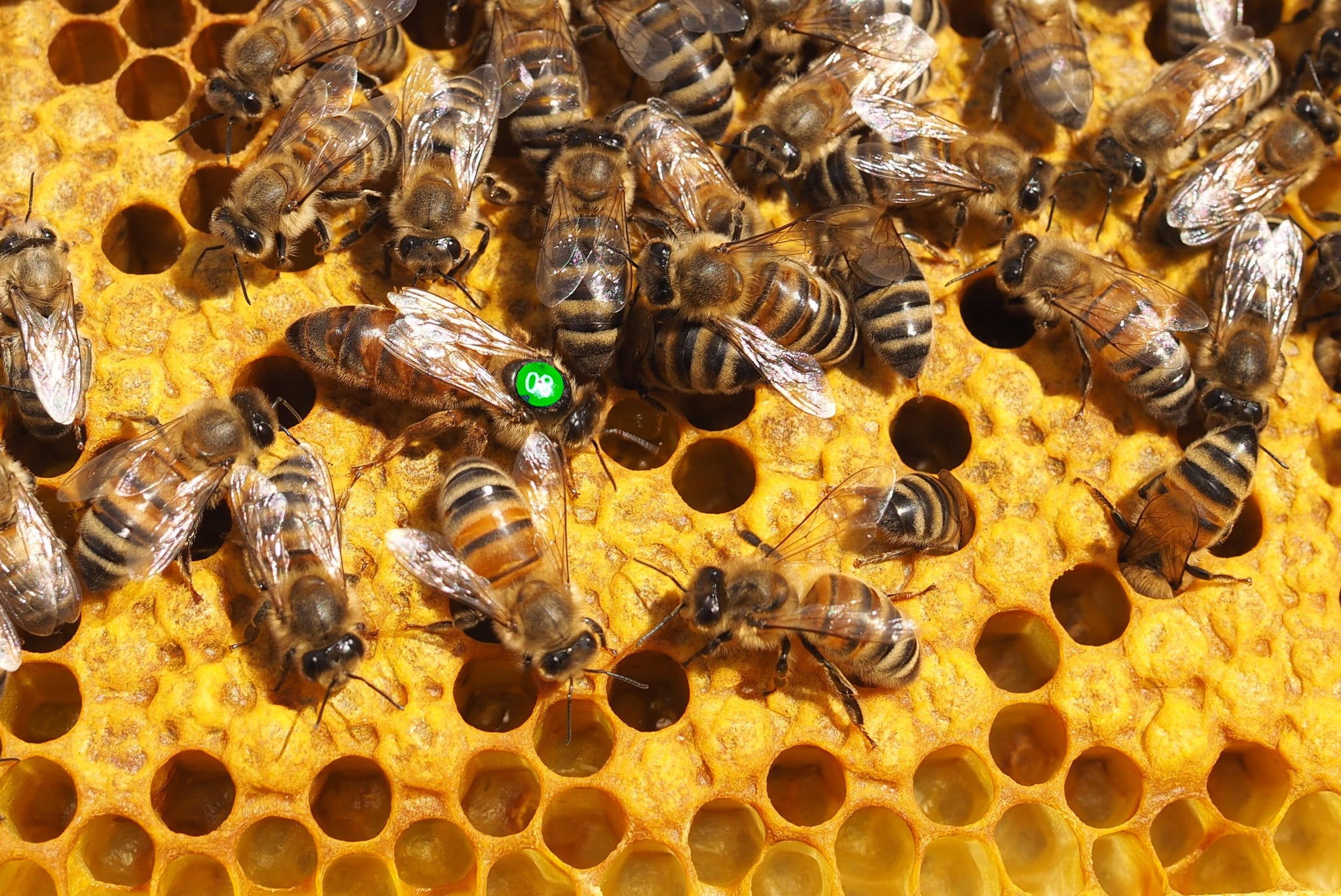 Tajemnice pszczelarstwa: rola i rozwój matki pszczelej.