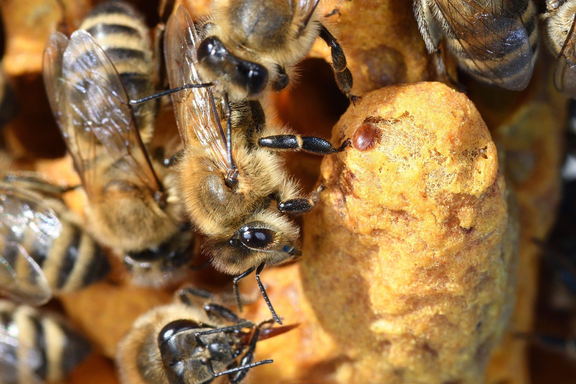 Co zagraża pszczołom?