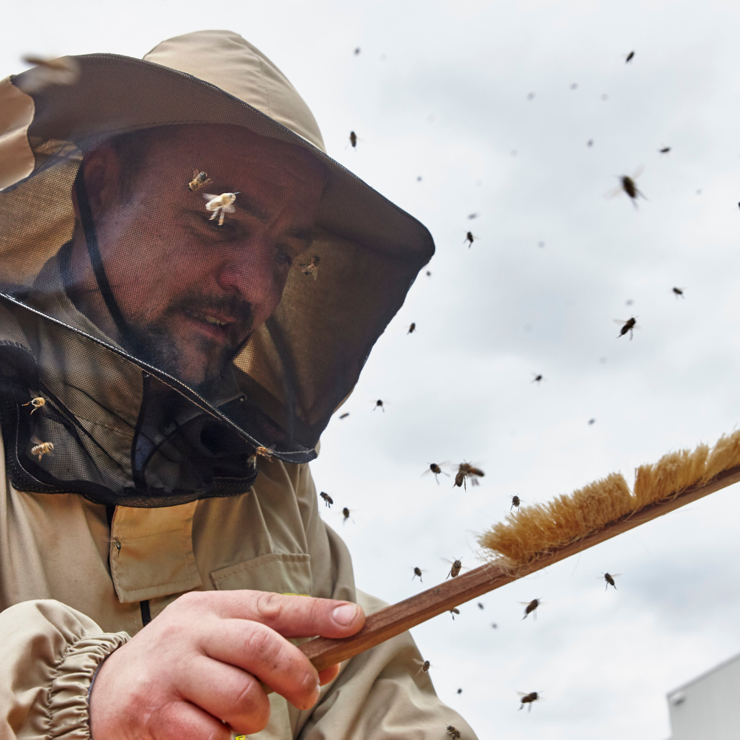 Beekeeping course 2023 - basic level