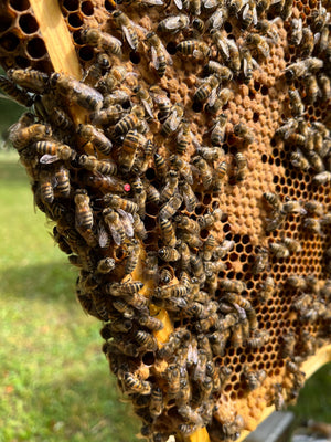 Odkład pszczeli wlkp (przezimowany 23/24)