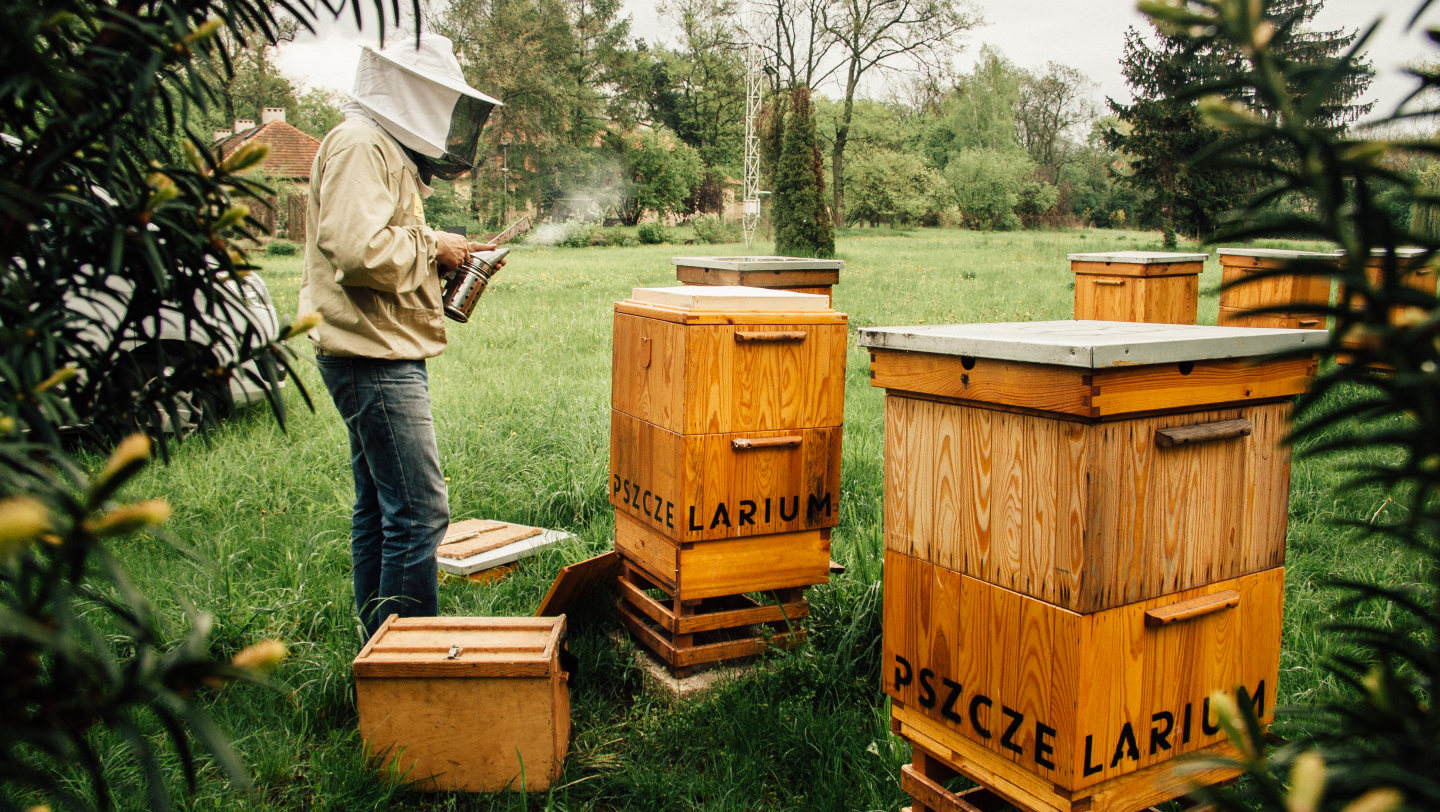 Wiele wułków pszczelich ustawionych w rzędzie na łące lub w ogrodzie, zamieszkanych przez tysiące pszczół pracujących nad produkcją miodu i zapylaniem kwiatów.