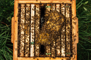 10-frame bee family (Wielkopolska frame).