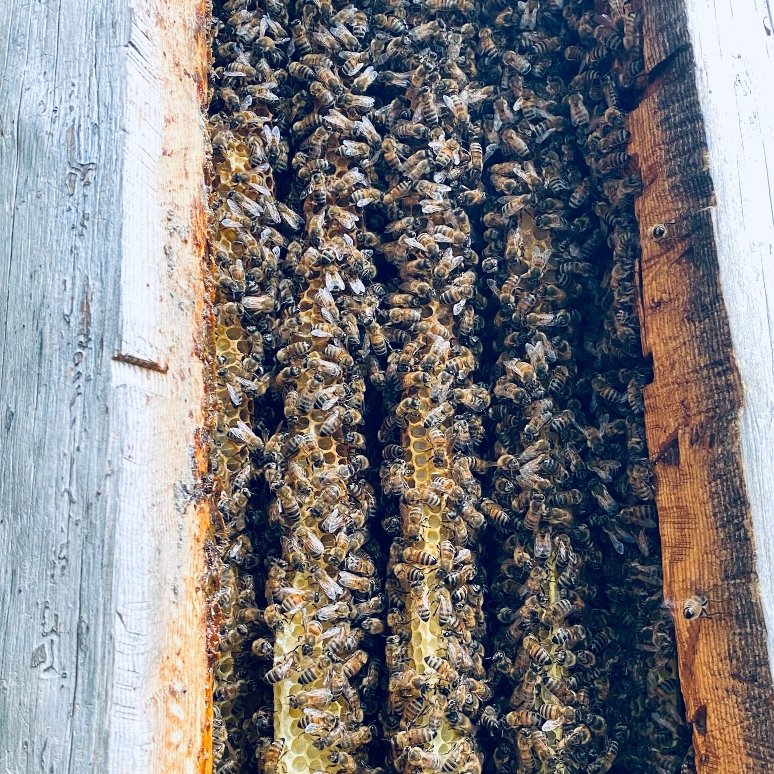 Adoptuj pszczoły miodne
