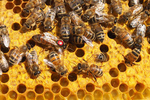 Matka pszczela czerwiąca (przezimowana 23/24)