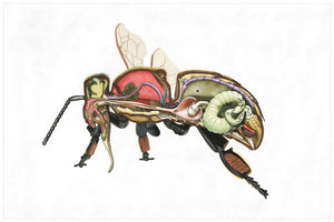Tablica edukacyjna Anatomia i Morfologia robotnicy pszczoły miodnej
