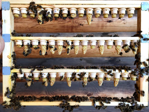 Praktyczny kurs wychowu matek pszczelich