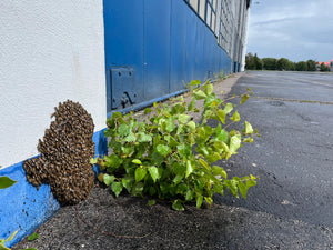 Beekeeping intervention