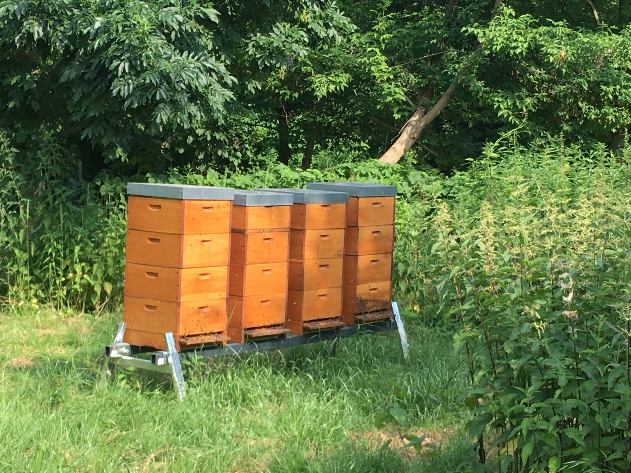 A visit to the apiary.