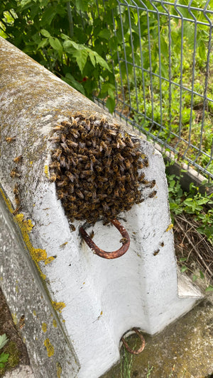 Interwencja pszczelarska