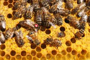 Praktyczny kurs wychowu matek pszczelich