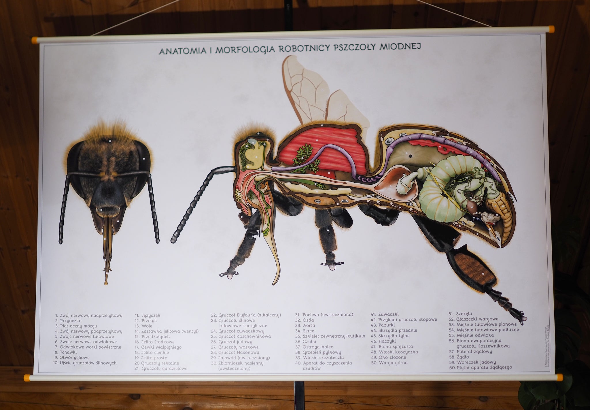 Educational board Anatomy and Morphology of the Honey Bee Worker.